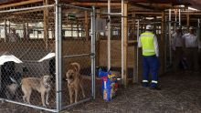 Perros y gatos rescatados en refugio animal de la Ciudad de México tras operativo en Cuajimalpa. Foto Cuarto Oscuro