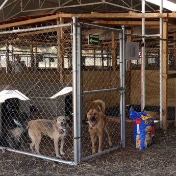 Perros y gatos rescatados en refugio animal de la Ciudad de México tras operativo en Cuajimalpa. Foto Cuarto Oscuro Perros y gatos rescatados en refugio animal de la Ciudad de México tras operativo en Cuajimalpa. Foto Cuarto Oscuro