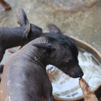 avalan Diputados el 27 de octubre como Día Nacional del Xoloitzcuintle (Foto: EFE)