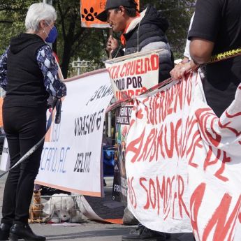 Gobierno de la CDMX pide a Refugio Franciscano acreditar condiciones óptimas para los lomitos. Foto Cuarto Oscuro