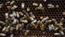 México puso en marcha una campaña nacional estratégica para frenar el declive de las poblaciones de abejas (Foto: Cuartoscuro)