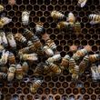 México puso en marcha una campaña nacional estratégica para frenar el declive de las poblaciones de abejas (Foto: Cuartoscuro)