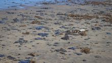 Arremete Oceana contra Pemex por derrame en el Golfo de México (Foto: Cuartoscuro)