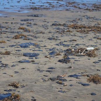 Arremete Oceana contra Pemex por derrame en el Golfo de México (Foto: Cuartoscuro)