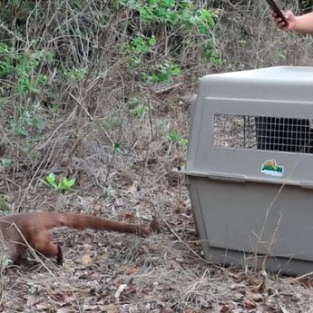 liberación de 40 ejemplares de fauna silvestre en el estado de Tamaulipas(Profepa)