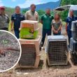 Profepa liberó 40 ejemplares de fauna silvestre en la Reserva de la Biosfera El Cielo, en Tamaulipas (Profepa) Profepa liberó 40 ejemplares de fauna silvestre en la Reserva de la Biosfera El Cielo, en Tamaulipas (Profepa)