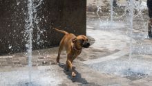Ante altas temperaturas, SSC-CDMX emite recomendaciones para proteger a perros y gatos (Cuartoscuro)