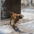 Ante altas temperaturas, SSC-CDMX emite recomendaciones para proteger a perros y gatos (Cuartoscuro)