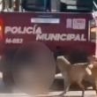 Investigación en Xochiltepec: Policías bajo la lupa por maltrato animal en Puebla