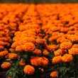La Sobse prevé la compra de 120 mil ejemplares de distintas especies de flores. Foto Cuarto Oscuro