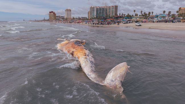 Durante la tarde del lunes 4 de mayo fue localizada una ballena sin vida en la playa a la altura del muelle de Playas de Rosarito