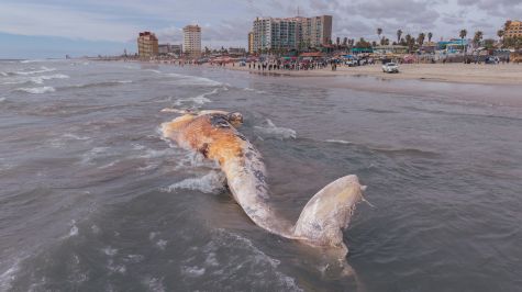Durante la tarde del lunes 4 de mayo fue localizada una ballena sin vida en la playa a la altura del muelle de Playas de Rosarito