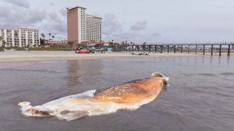 El ejemplar, de aproximadamente 9 metros, se encontraba en avanzado estado de descomposición