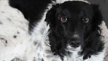 Un hombre fue detenido en la CDMX por su probable participación en un caso de maltrato animal que derivó en la muerte de un perro. Cuartoscuro / Archivo