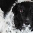 Un hombre fue detenido en la CDMX por su probable participación en un caso de maltrato animal que derivó en la muerte de un perro. Cuartoscuro / Archivo