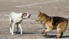 La Ciudad de México registra su primer caso de contagio por gusano barrenador, detectado específicamente en un perro en la alcaldía Tlalpan (Foto: Cuartoscuro)