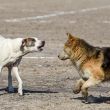 La Ciudad de México registra su primer caso de contagio por gusano barrenador, detectado específicamente en un perro en la alcaldía Tlalpan (Foto: Cuartoscuro)