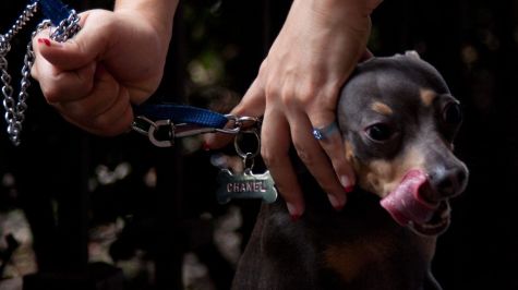 Las autoridades ambientales de la Ciudad de México confirmaron el hallazgo del primer caso de gusano barrenador en un canino de raza dóberman, localizado en la alcaldía Tlalpan, por lo que implementan un cerco sanitario (Foto: Cuartoscuro)