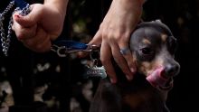 Las autoridades ambientales de la Ciudad de México confirmaron el hallazgo del primer caso de gusano barrenador en un canino de raza dóberman, localizado en la alcaldía Tlalpan, por lo que implementan un cerco sanitario (Foto: Cuartoscuro)