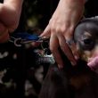 Las autoridades ambientales de la Ciudad de México confirmaron el hallazgo del primer caso de gusano barrenador en un canino de raza dóberman, localizado en la alcaldía Tlalpan, por lo que implementan un cerco sanitario (Foto: Cuartoscuro) Las autoridades ambientales de la Ciudad de México confirmaron el hallazgo del primer caso de gusano barrenador en un canino de raza dóberman, localizado en la alcaldía Tlalpan, por lo que implementan un cerco sanitario (Foto: Cuartoscuro)