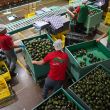 México alcanza récord histórico de empleo formal en abril de 2026 (Foto Cuartoscuro) México alcanza récord histórico de empleo formal en abril de 2026 (Foto Cuartoscuro)