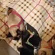 Gatos  Lucía Hernández compartió el caso a través de su cuenta de X, Foto: RRSS