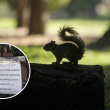 Un aviso colocado en los accesos informa el cierre indefinido de los Viveros de Coyoacán por cuestiones de saneamiento. Cuartoscuro / Redes sociales Un aviso colocado en los accesos informa el cierre indefinido de los Viveros de Coyoacán por cuestiones de saneamiento. Cuartoscuro / Redes sociales