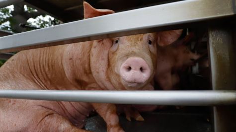 México suspende importación de productos porcinos de EU por pseudorrabia (Cuartoscuro)