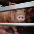 México suspende importación de productos porcinos de EU por pseudorrabia (Cuartoscuro)