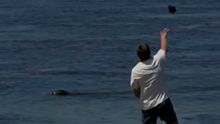 Crueldad en Maui: Turista agrede a foca en peligro de extinción y desafía a la ley