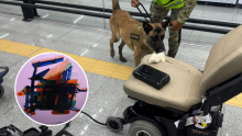 La presunta droga fue localizada dentro de una silla de ruedas en el AICM. @GabSeguridadMX