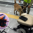 La presunta droga fue localizada dentro de una silla de ruedas en el AICM. @GabSeguridadMX