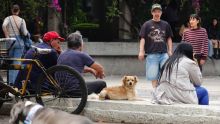 La iniciativa busca que los ciudadanos identifiquen y reporten a tiempo esta plaga, la cual tiene la capacidad de infestar a animales de granja, mascotas domésticas e incluso a personas (Foto: Cuartoscuro)