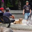 La iniciativa busca que los ciudadanos identifiquen y reporten a tiempo esta plaga, la cual tiene la capacidad de infestar a animales de granja, mascotas domésticas e incluso a personas (Foto: Cuartoscuro)