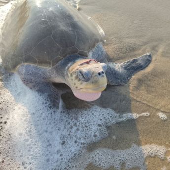 Más de 11 mil tortugas golfinas llegaron al Santuario Playa Escobilla durante el inicio de la temporada 2026 2027. (Conanp)
