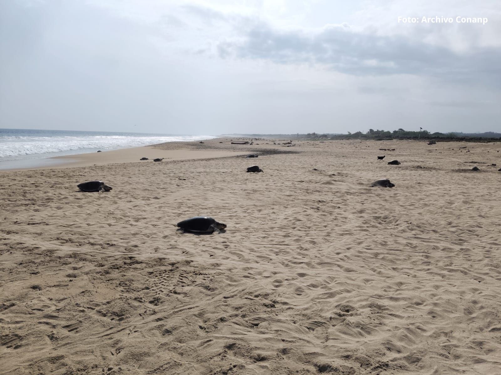 Más de 11 mil tortugas golfinas llegaron al Santuario Playa Escobilla durante el inicio de la temporada 2026 2027. (Conanp) (2)