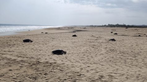 Más de 11 mil tortugas golfinas llegaron al Santuario Playa Escobilla durante el inicio de la temporada 2026 2027. (Conanp) (2)