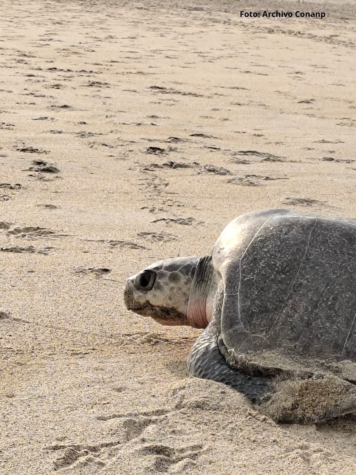 Más de 11 mil tortugas golfinas llegaron al Santuario Playa Escobilla durante el inicio de la temporada 2026 2027. (Conanp) (3)