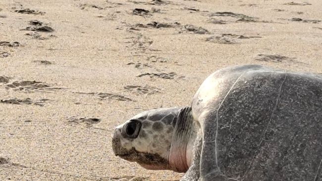 Más de 11 mil tortugas golfinas llegaron al Santuario Playa Escobilla durante el inicio de la temporada 2026 2027. (Conanp) (3)