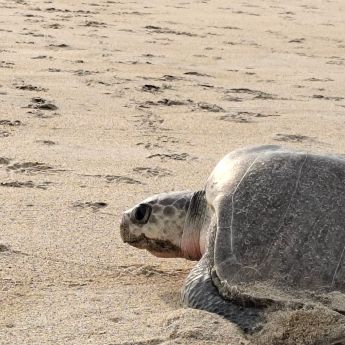Más de 11 mil tortugas golfinas llegaron al Santuario Playa Escobilla durante el inicio de la temporada 2026 2027. (Conanp) (3)