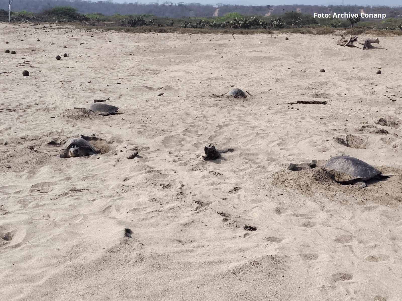 Más de 11 mil tortugas golfinas llegaron al Santuario Playa Escobilla durante el inicio de la temporada 2026 2027. (Conanp) (4)
