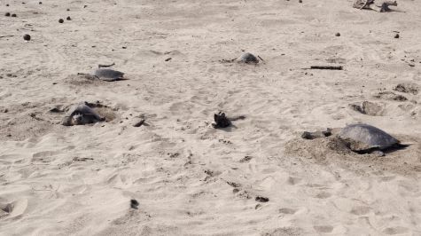 Más de 11 mil tortugas golfinas llegaron al Santuario Playa Escobilla durante el inicio de la temporada 2026 2027. (Conanp) (4)