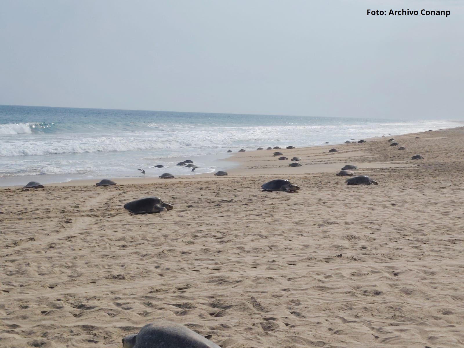 Más de 11 mil tortugas golfinas llegaron al Santuario Playa Escobilla durante el inicio de la temporada 2026 2027. (Conanp) (5)