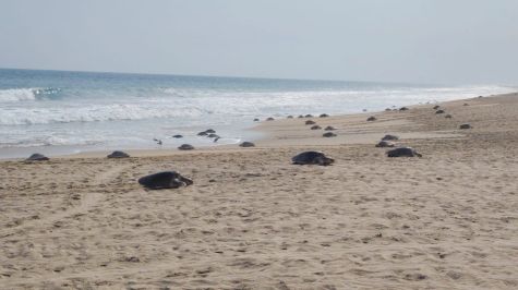 Más de 11 mil tortugas golfinas llegaron al Santuario Playa Escobilla durante el inicio de la temporada 2026 2027. (Conanp) (5)