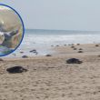 Registra Playa Escobilla arribada de 11 mil 290 tortugas golfina (Conanp)