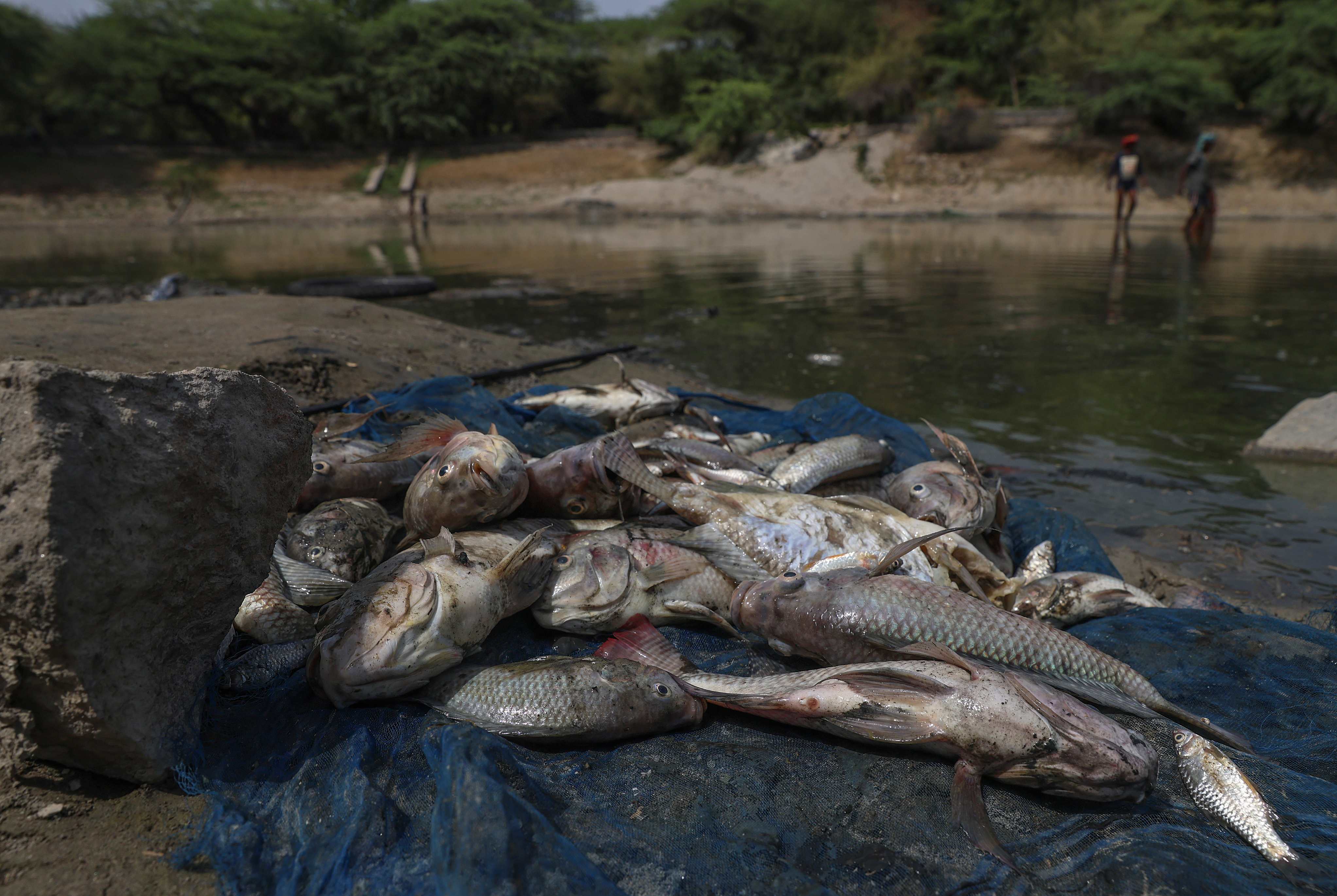 Peces muertos del lago Sanjay, parcialmente seco, en Nueva Delhi, India. (EFE) 
