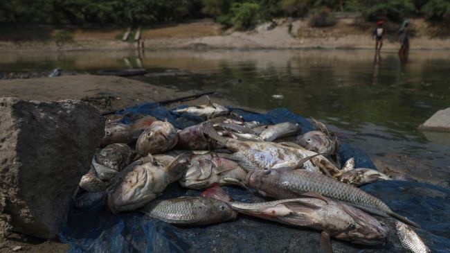 Peces muertos del lago Sanjay, parcialmente seco, en Nueva Delhi, India. (EFE) 