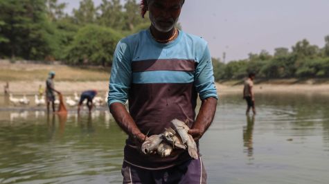 Un trabajador retira peces muertos del lago Sanjay, parcialmente seco, en Nueva Delhi, India. (EFE)