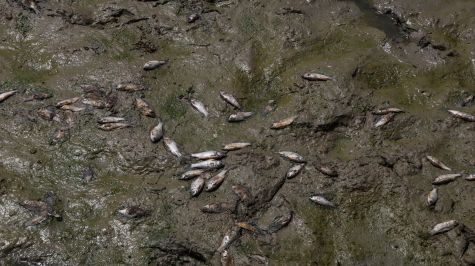 Peces muertos del lago Sanjay, parcialmente seco, en Nueva Delhi, India. (EFE)