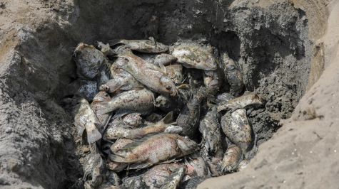 Trabajadores entierran peces muertos cerca del lago Sanjay, parcialmente seco, en Nueva Delhi, India (EFE)